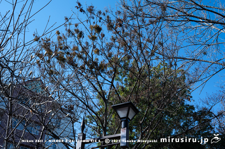 カエデに寄生したヒノキバヤドリギの群生　秦野市・南が丘公園　2025/01/22