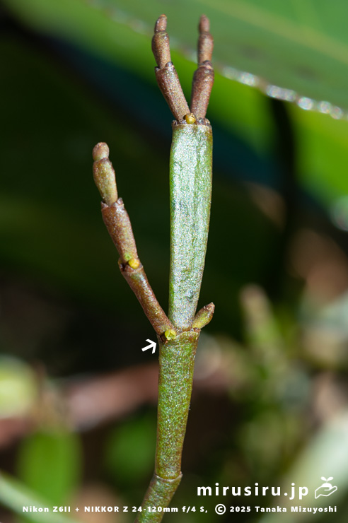 ヒノキバヤドリギの雌花（白色矢印）　秦野市・南が丘公園　2025/01/22
