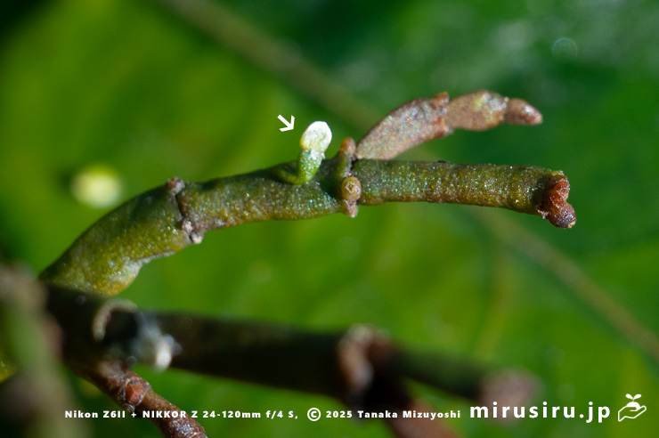 ヒノキバヤドリギに生えたヒノキバヤドリギの幼株（白色矢印）　秦野市・南が丘公園　2025/01/22