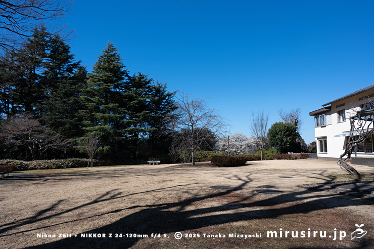 ヒマラヤスギ（ヒマラヤシーダ、左側）　横浜市戸塚区・俣野別邸庭園　2025/02/10
