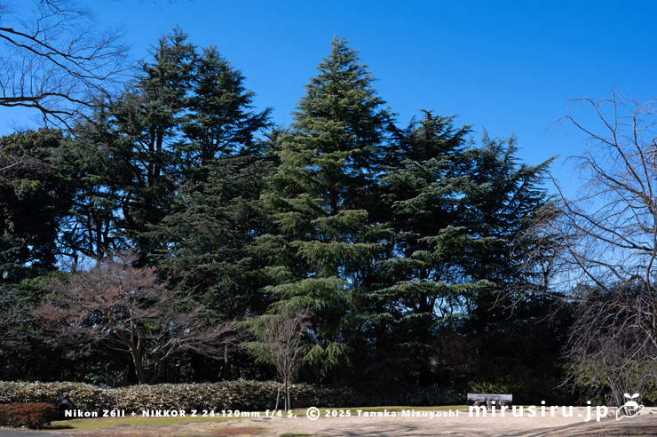 ヒマラヤスギ（ヒマラヤシーダ）　横浜市戸塚区・俣野別邸庭園　2025/02/10