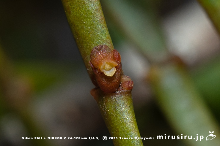 ヒノキバヤドリギの雄花　逗子市久木・逗子ハイランド　2025/02/17