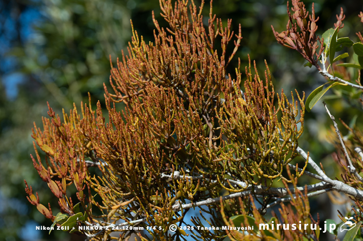 ヒイラギに寄生したヒノキバヤドリギ　逗子市久木・逗子ハイランド　2025/02/17