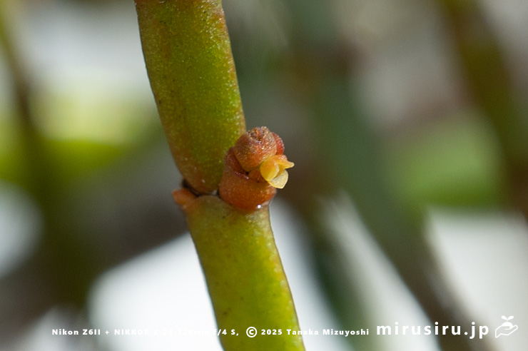 ヒノキバヤドリギの雄花　逗子市久木・逗子ハイランド　2025/02/17