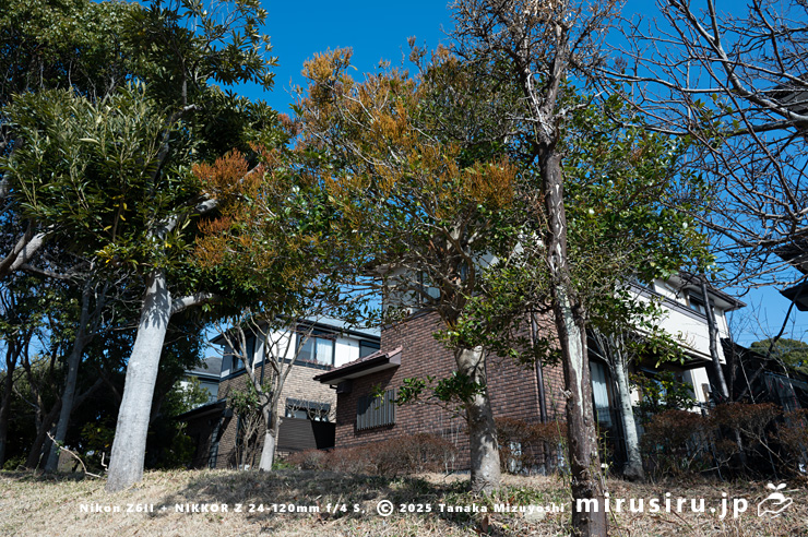 住宅団地のヒイラギに寄生したヒノキバヤドリギ（オレンジ色）　逗子市久木・逗子ハイランド　2025/02/17