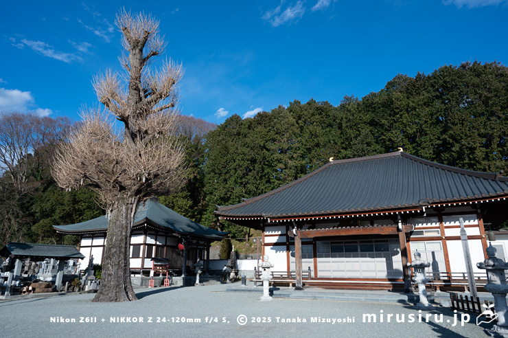 冬枯れた町指定天然記念物「公孫樹（東福院の銀杏）」　大井町金子　2025/02/20