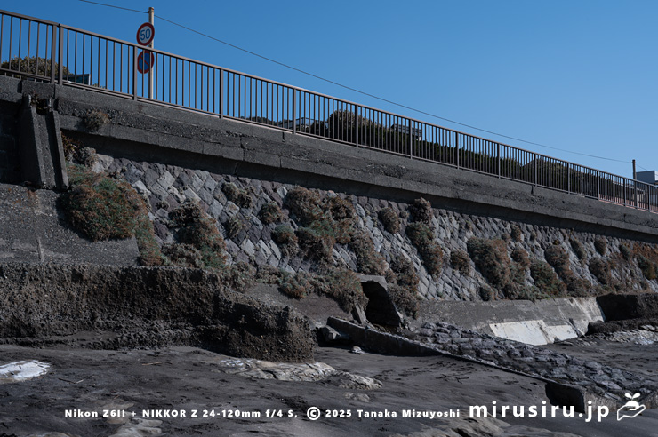 海岸擁壁に逸出帰化した実がなっているだろうモクビャッコウ　鎌倉市稲村ガ崎　2025/03/01