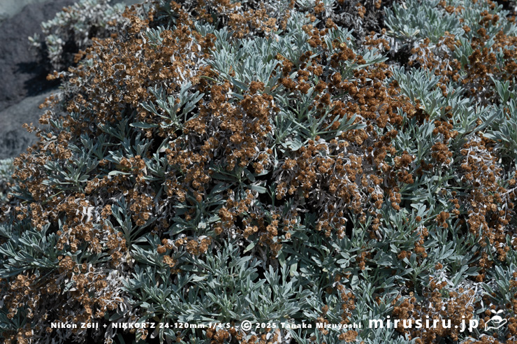 実がなっているだろうモクビャッコウ　鎌倉市稲村ガ崎　2025/03/01