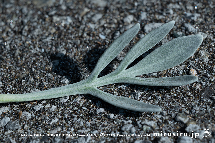 モクビャッコウの葉　鎌倉市稲村ガ崎　2025/03/01
