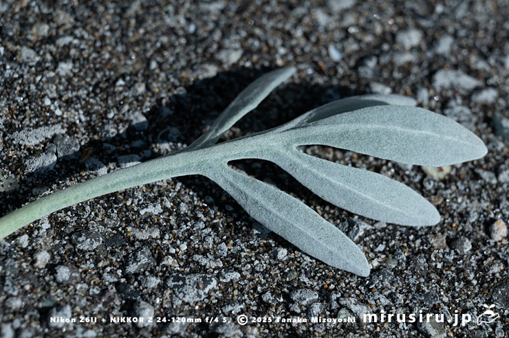 モクビャッコウの葉裏　鎌倉市稲村ガ崎　2025/03/01