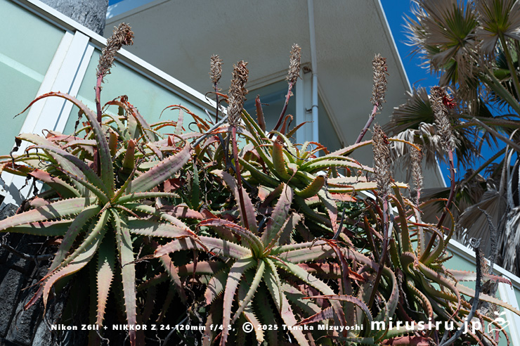 花が咲き終わった春のキダチアロエ　鎌倉市稲村ガ崎・国道134号線　2025/03/01