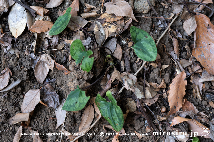 実になっているカントウカンアオイ　鎌倉市・散在ガ池森林公園（鎌倉湖）　2025/03/01
