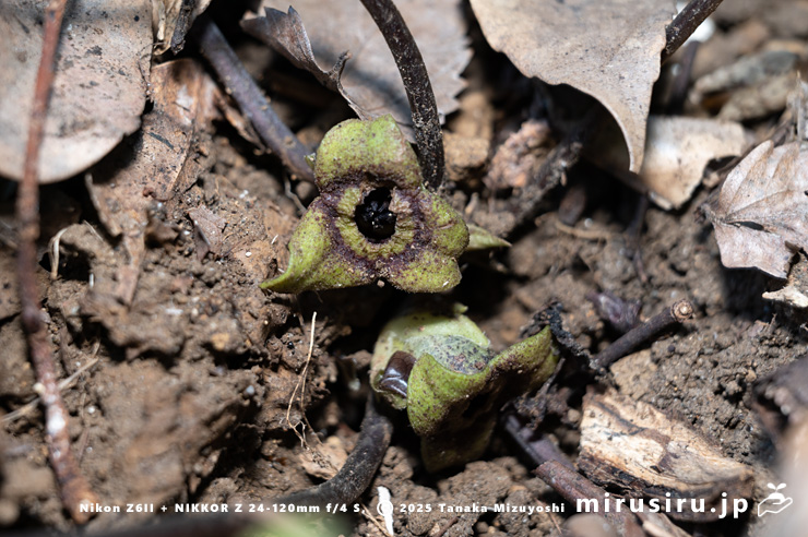 カントウカンアオイの実　鎌倉市・散在ガ池森林公園（鎌倉湖）　2025/03/01