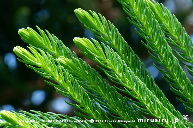 ナンヨウスギの葉 相模原市南区・相模原公園 2025/03/14