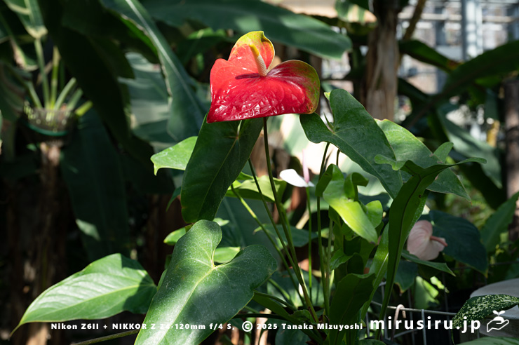 開花中のアンスリウム　相模原市南区・相模原公園　2025/03/14