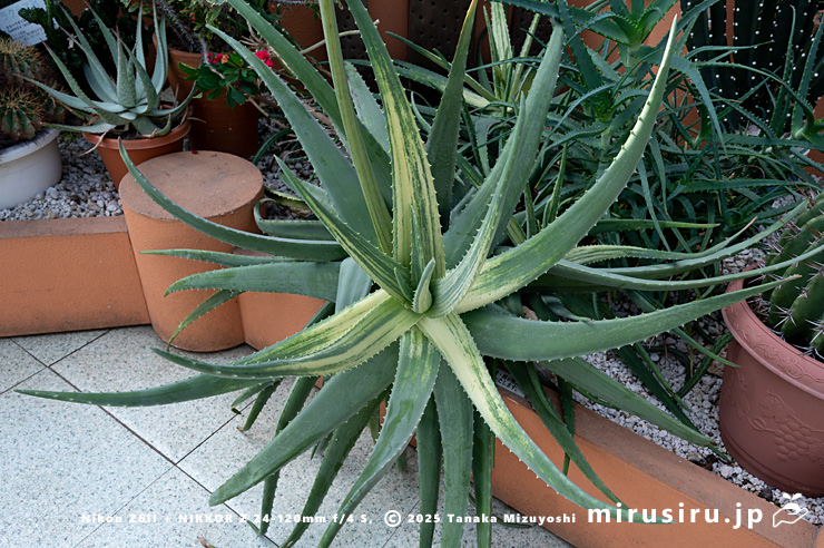 斑入りアロエベラ　相模原市南区・相模原公園　2025/03/14