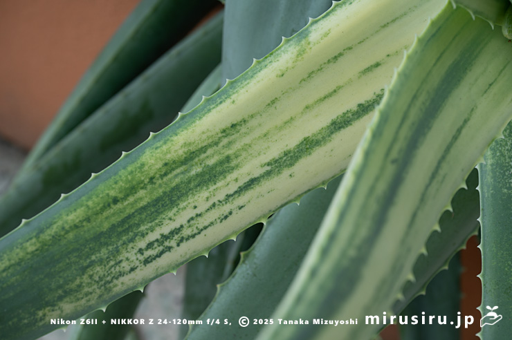 斑入りアロエベラの葉　相模原市南区・相模原公園　2025/03/14