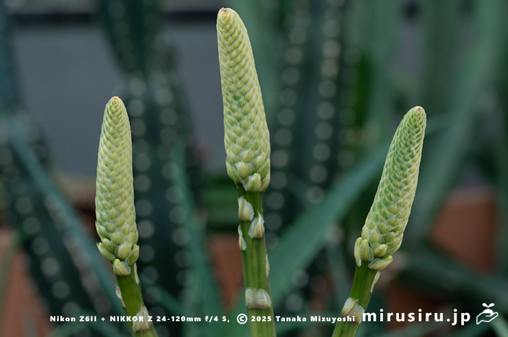 斑入りアロエベラの蕾　相模原市南区・相模原公園　2025/03/14