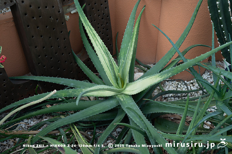 斑入りアロエベラ　相模原市南区・相模原公園　2025/03/14
