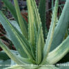 アロエベラ