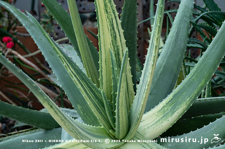 斑入りアロエベラ　相模原市南区・相模原公園　2025/03/14