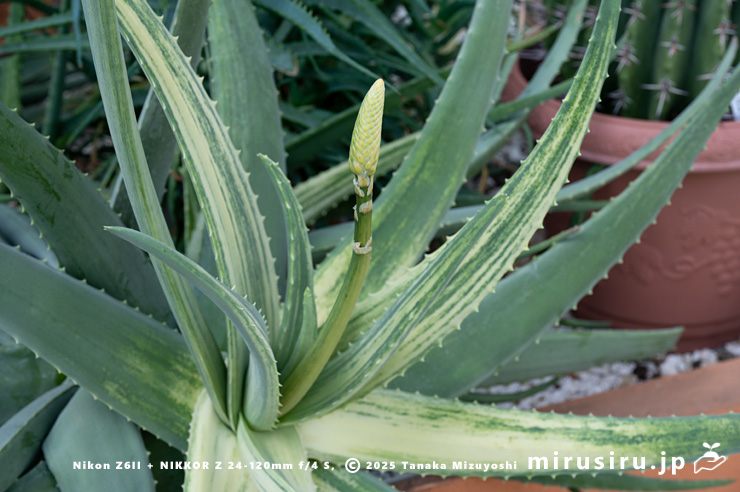 花茎を立ち上げた斑入りアロエベラ　相模原市南区・相模原公園　2025/03/25