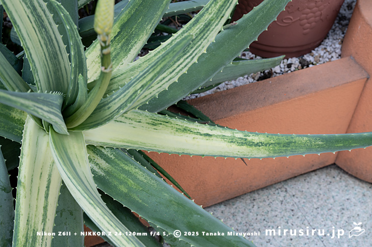 斑入りアロエベラの葉　相模原市南区・相模原公園　2025/03/25