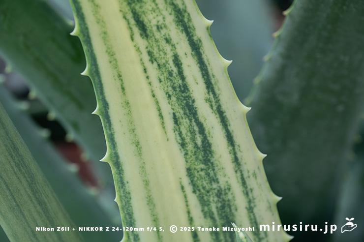 斑入りアロエベラの葉　相模原市南区・相模原公園　2025/03/25