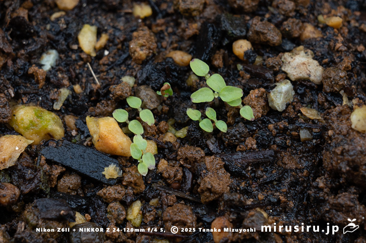 ツルギキョウの発芽　茅ヶ崎市浜之郷　2025/04/11