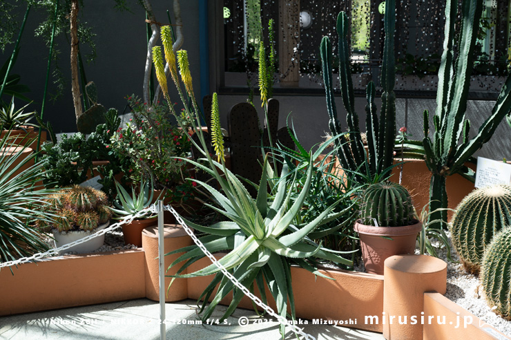 開花中の斑入りアロエベラ　相模原市南区・相模原公園　2025/04/16