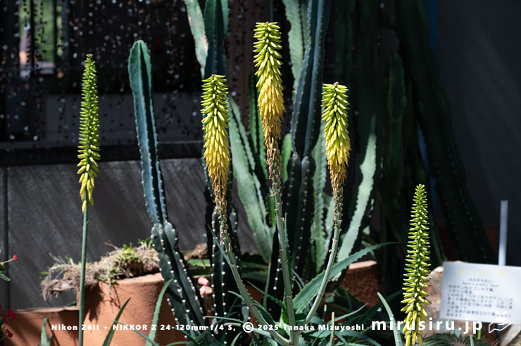 斑入りアロエベラの花　相模原市南区・相模原公園　2025/04/16