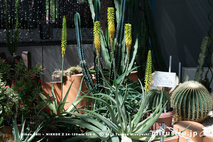 開花中の斑入りアロエベラ　相模原市南区・相模原公園　2025/04/16