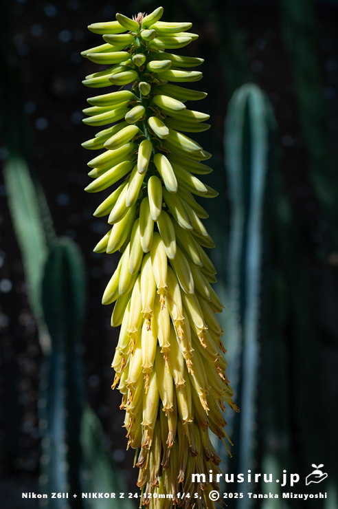 斑入りアロエベラの花　相模原市南区・相模原公園　2025/04/16