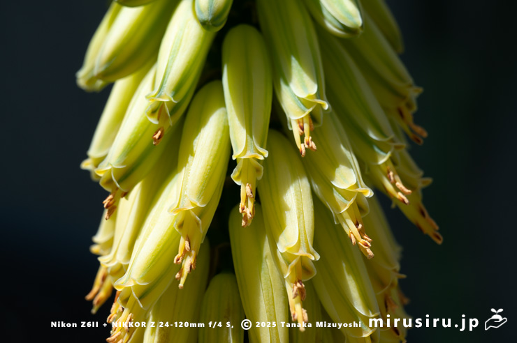 斑入りアロエベラの花　相模原市南区・相模原公園　2025/04/16