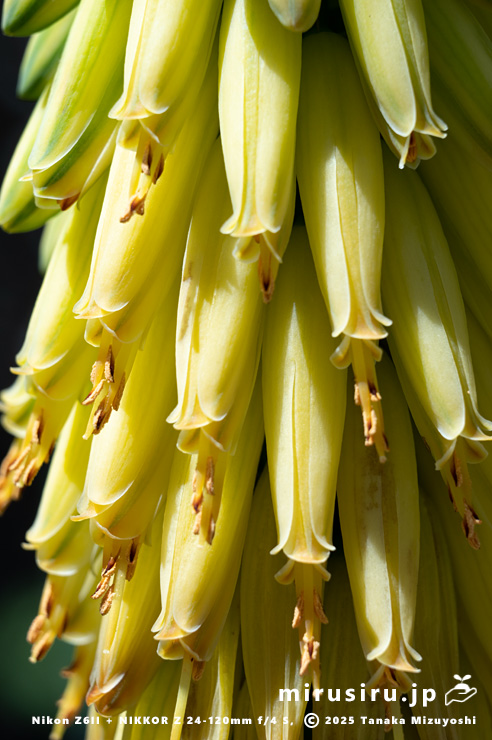 斑入りアロエベラの花　相模原市南区・相模原公園　2025/04/16
