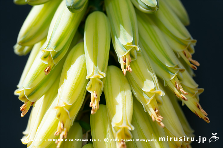 斑入りアロエベラの花　相模原市南区・相模原公園　2025/04/16