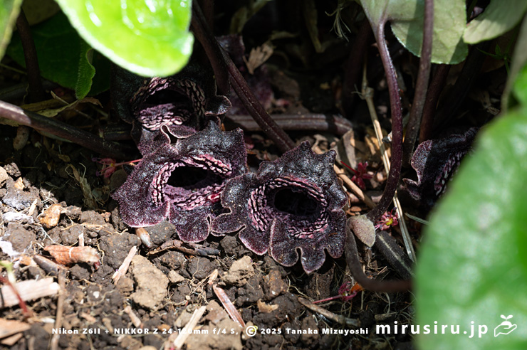 タマノカンアオイの花　鎌倉市・大船フラワーセンター　2025/04/17