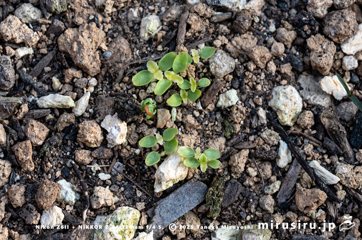 ツルギキョウの発芽　茅ヶ崎市浜之郷　2025/04/19