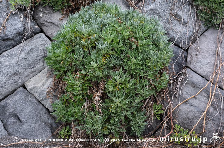 海岸擁壁に逸出帰化したモクビャッコウ　鎌倉市稲村ガ崎　2025/04/28