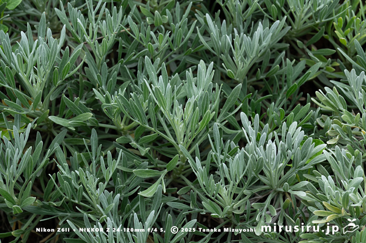 モクビャッコウの初夏の葉　鎌倉市稲村ガ崎　2025/04/28