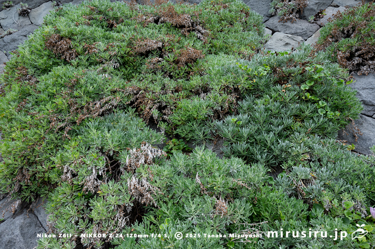 海岸擁壁に逸出帰化したモクビャッコウ　鎌倉市稲村ガ崎　2025/04/28
