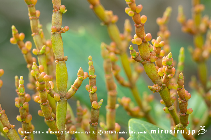 ヒノキバヤドリギ　逗子市久木・逗子ハイランド　2025/05/14
