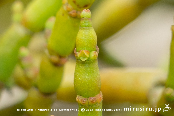 ヒノキバヤドリギの雌花　逗子市久木・逗子ハイランド　2025/05/14