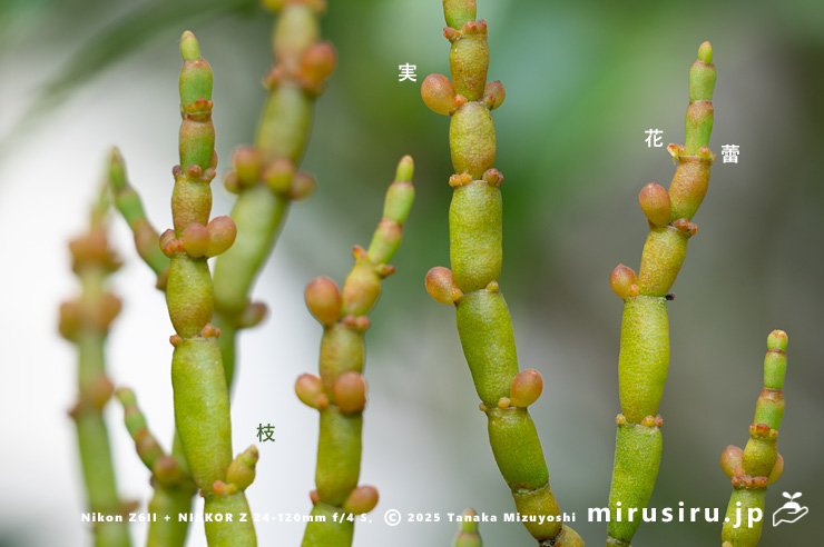 ヒノキバヤドリギの蕾と花と実と枝　逗子市久木・逗子ハイランド　2025/05/14