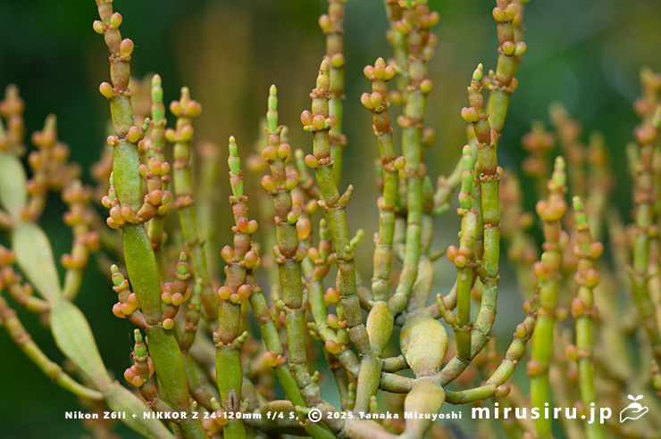 ヒノキバヤドリギ　逗子市久木・逗子ハイランド　2025/05/14