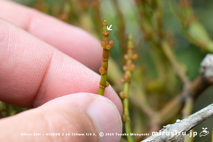 ヒノキバヤドリギの雌花（白色矢印）のサイズ感　逗子市久木・逗子ハイランド　2025/05/14