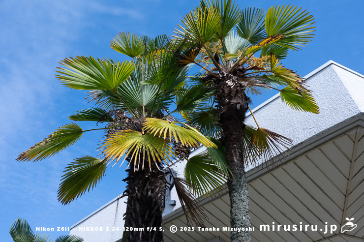 トウジュロ　茅ヶ崎市本村・神奈川県企業庁茅ヶ崎水道営業所　2025/05/14
