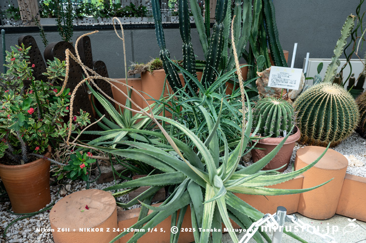 花が咲き終わった斑入りアロエベラ　相模原市南区・相模原公園　2025/05/15
