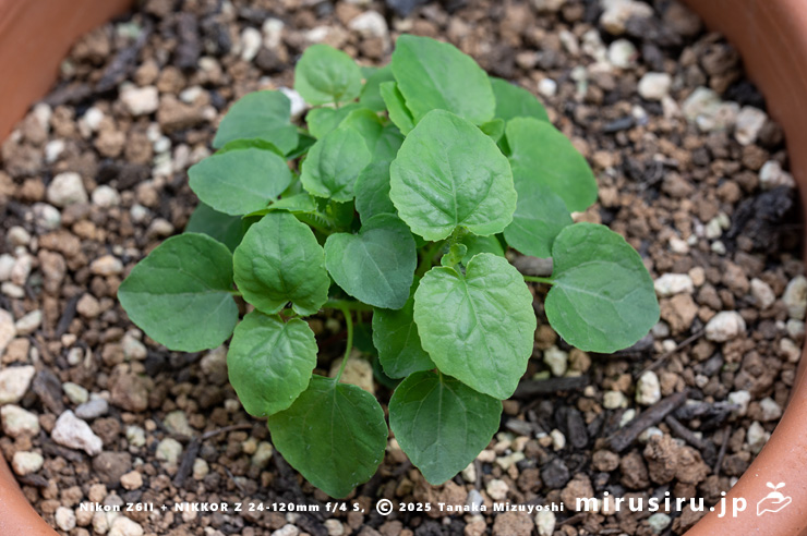ツルギキョウの幼株　茅ヶ崎市浜之郷　2025/05/22