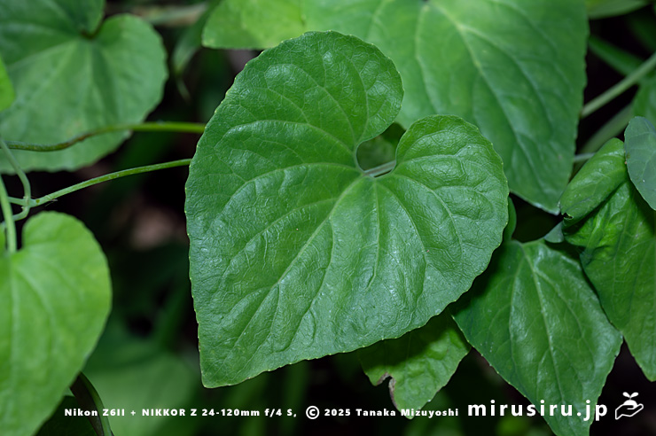 ツルギキョウの葉　横須賀市・衣笠山公園　2025/06/27
